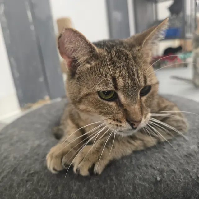 Adopt A Cat Foundation — customer photo 5
