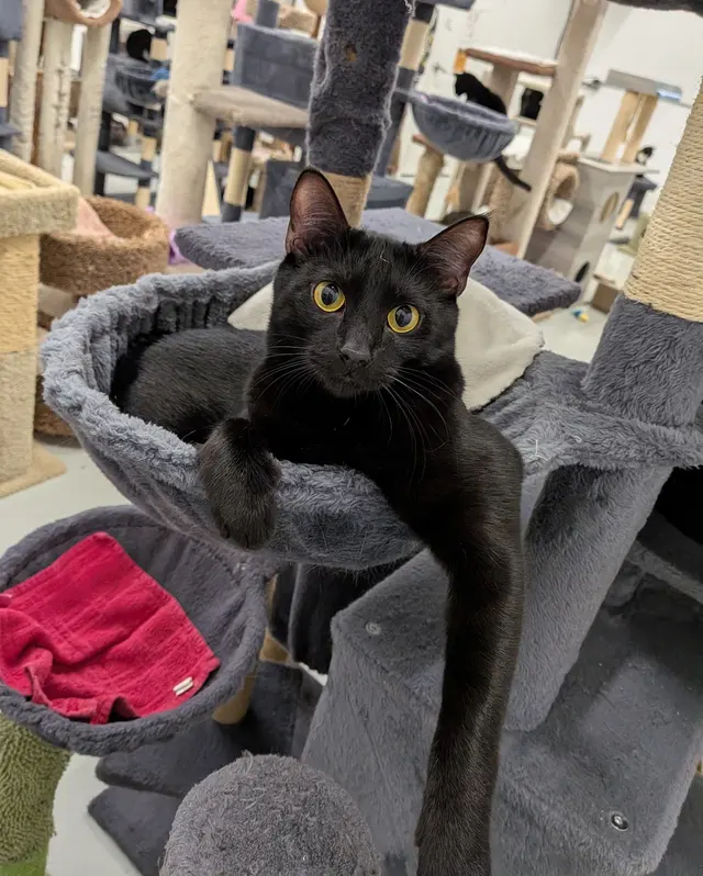 Adopt A Cat Foundation — customer photo 2