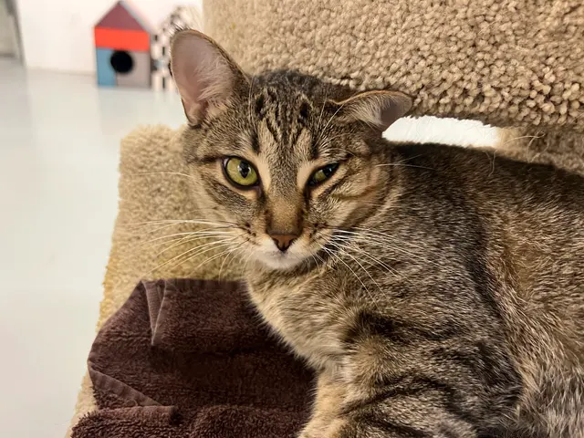 Adopt A Cat Foundation — customer photo 9