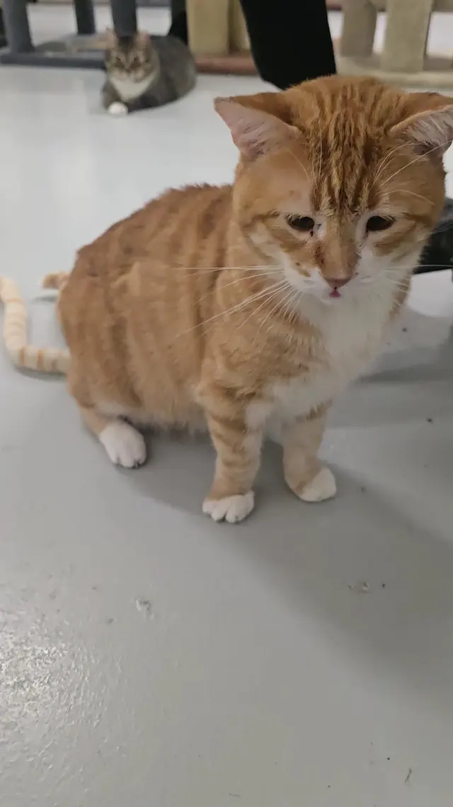 Adopt A Cat Foundation — customer photo 10