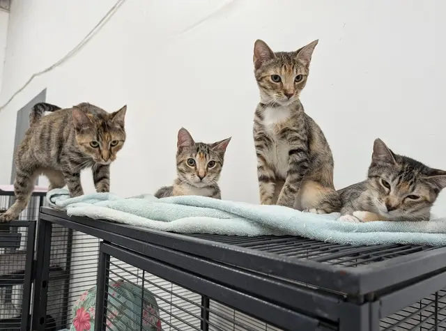 Adopt A Cat Foundation — customer photo 4