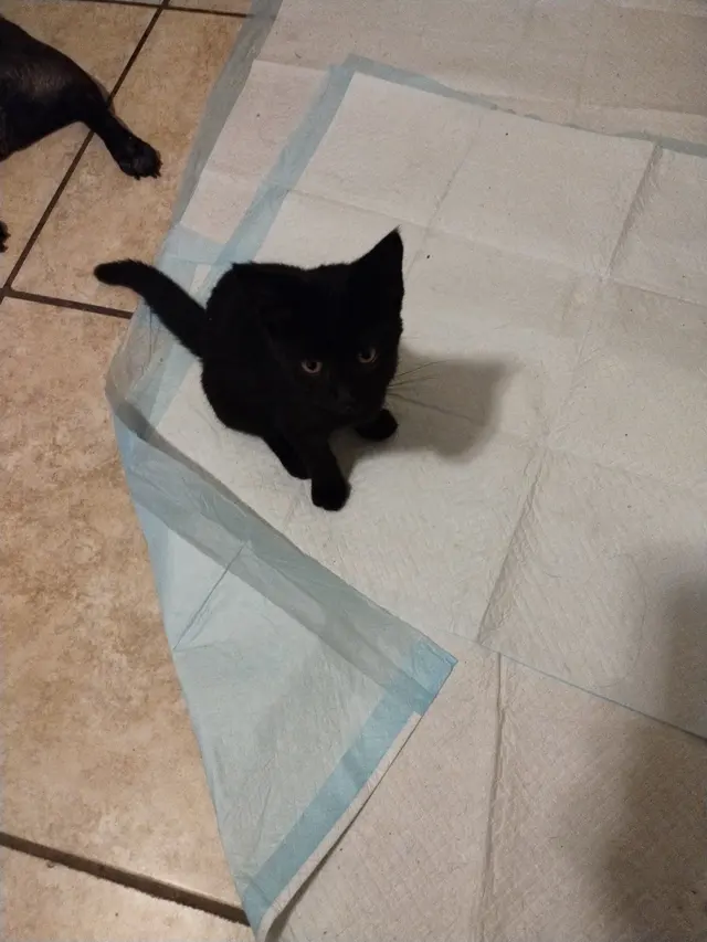 Adopt A Cat Foundation — customer photo 12
