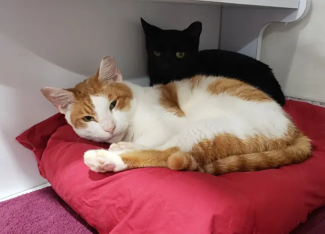 Adopt A Cat Foundation — customer photo 7