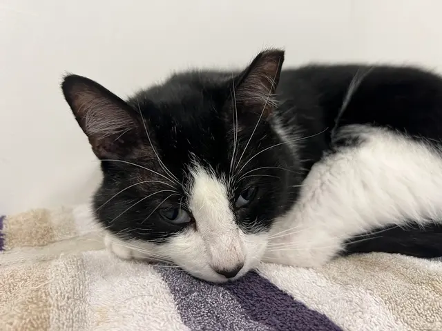 Adopt A Cat Foundation — customer photo 3
