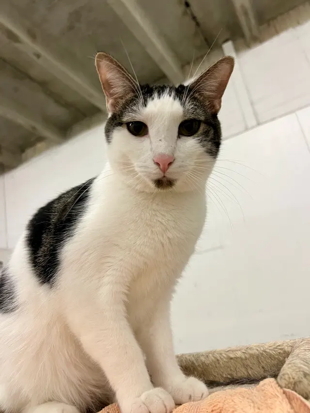 Adopt A Cat Foundation — customer photo 6
