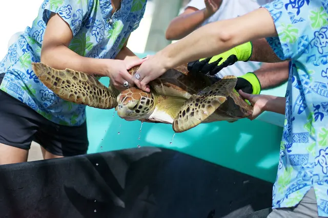Loggerhead Marinelife Center — photo from the business 1
