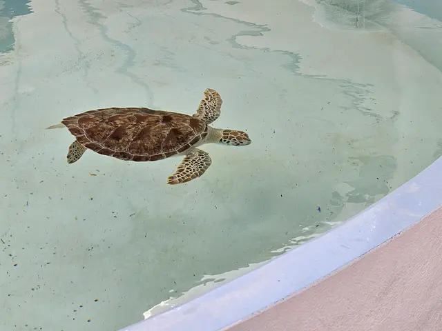 Customer photo of work by Loggerhead Marinelife Center, from Anthony Bonarirgo's review
