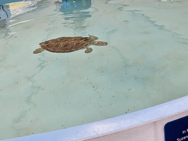 Customer photo of work by Loggerhead Marinelife Center, from Anthony Bonarirgo's review