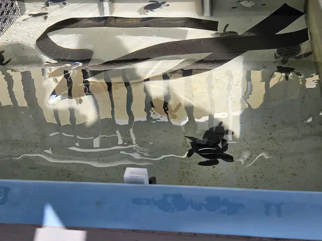 Customer photo of work by Loggerhead Marinelife Center, from Anthony Bonarirgo's review