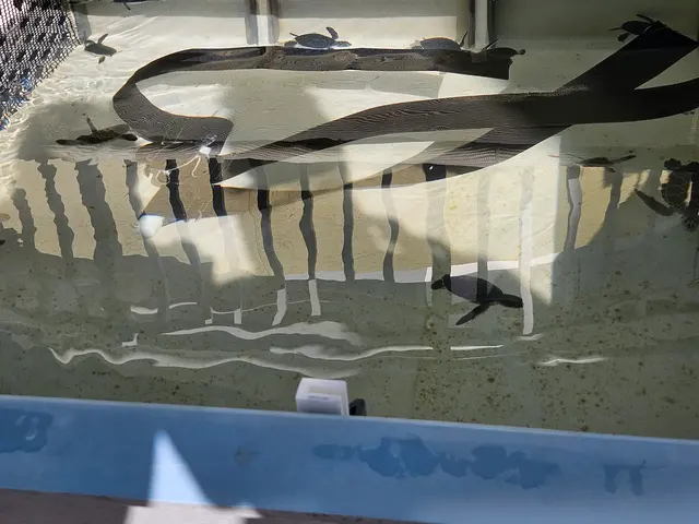Customer photo of work by Loggerhead Marinelife Center, from Anthony Bonarirgo's review
