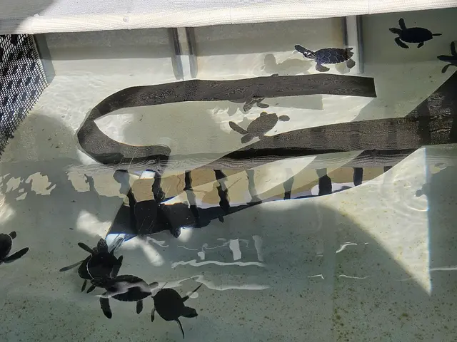 Customer photo of work by Loggerhead Marinelife Center, from Anthony Bonarirgo's review
