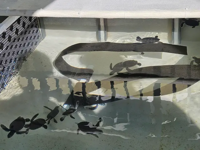 Customer photo of work by Loggerhead Marinelife Center, from Anthony Bonarirgo's review