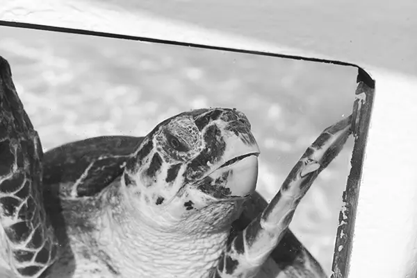 Loggerhead Marinelife Center — photo from the business 6