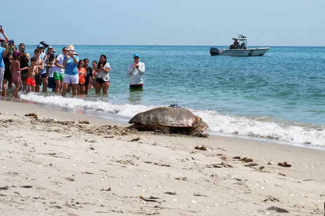 Loggerhead Marinelife Center — photo from the business 4