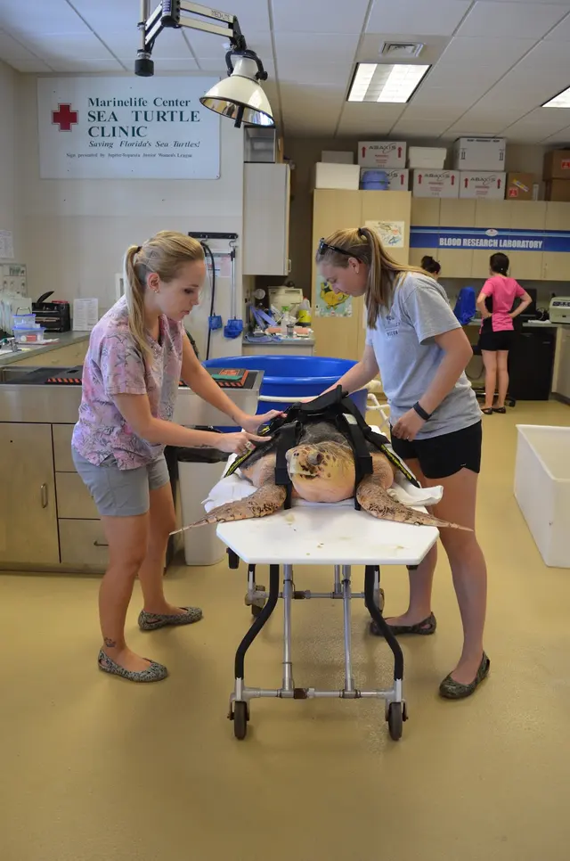 Loggerhead Marinelife Center — photo from the business 3