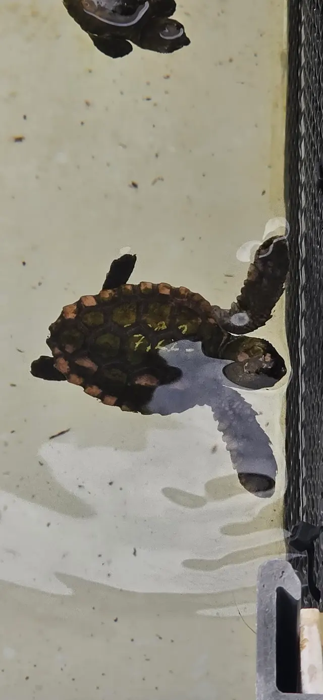 Loggerhead Marinelife Center — customer photo 12