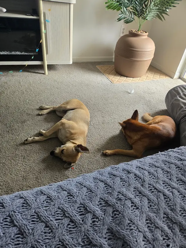 Furry Friends Humane — customer photo 11