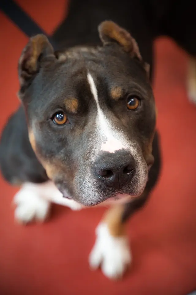 Furry Friends Humane — photo from the business 5