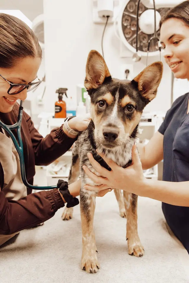 Pet Emergency and Referral Center — photo from the business 2