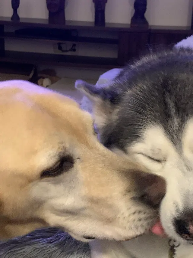 Pet Emergency and Referral Center — customer photo 12