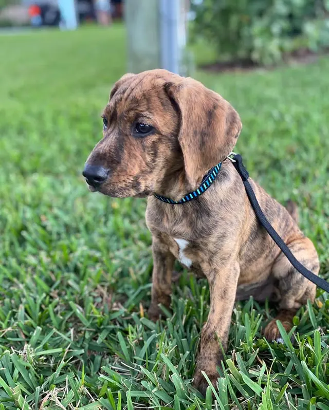 Kibblez of Love — customer photo 7