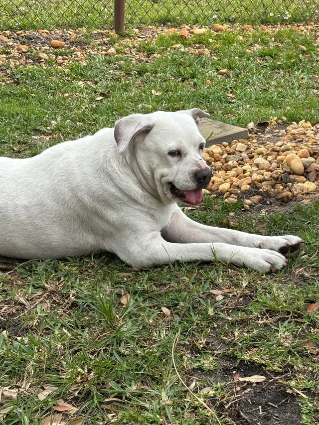 Kibblez of Love — customer photo 4