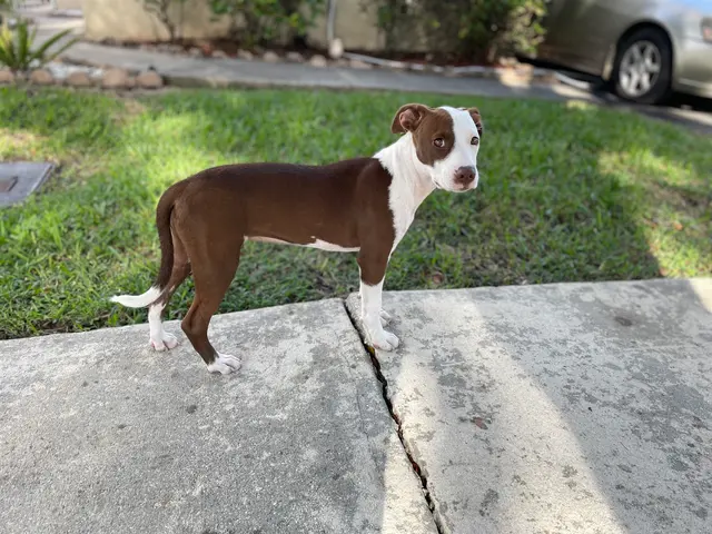 Kibblez of Love — customer photo 3