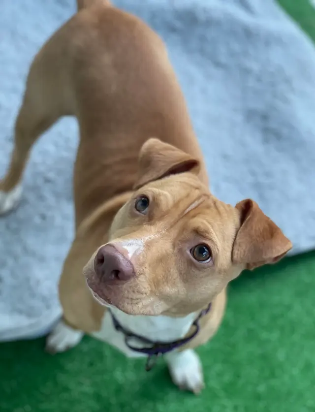 Kibblez of Love — customer photo 12