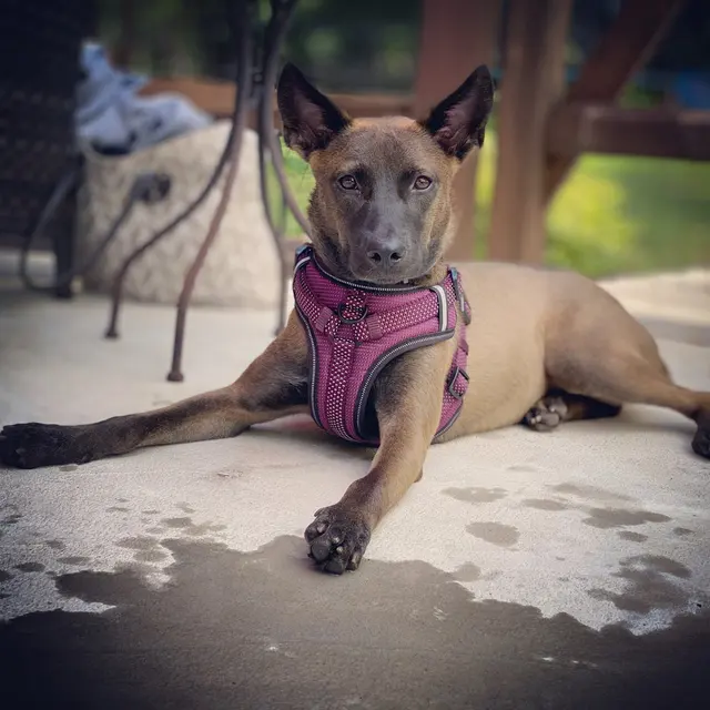 Kibblez of Love — customer photo 2