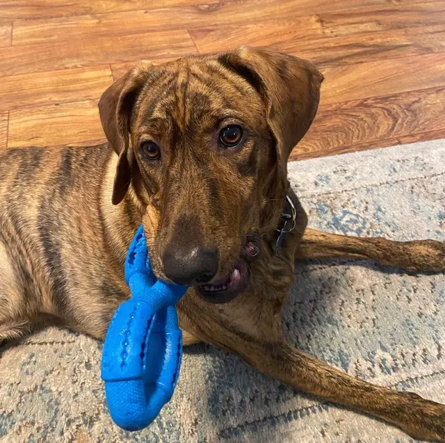 Kibblez of Love — customer photo 1