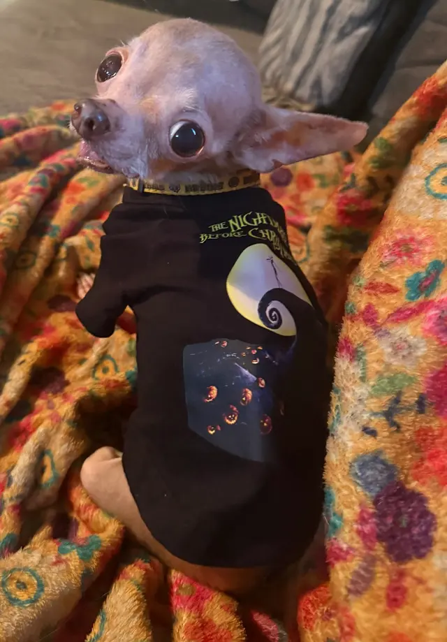 Kibblez of Love — customer photo 6
