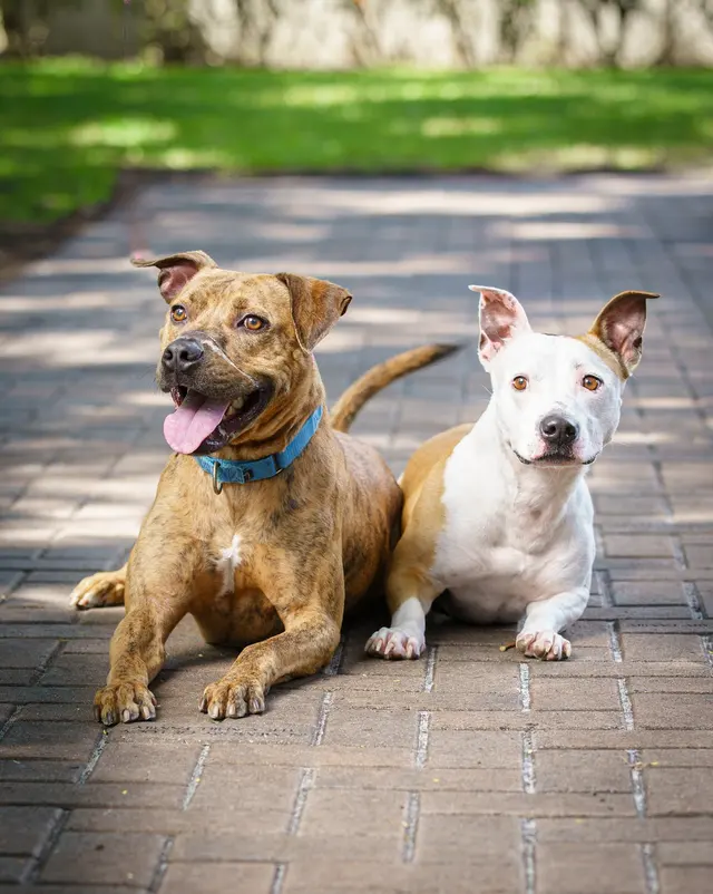 Big Dog Ranch Rescue — photo from the business 12