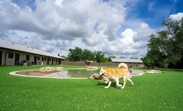 Big Dog Ranch Rescue — photo from the business 10