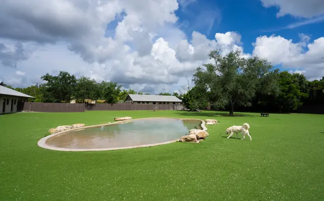 Big Dog Ranch Rescue — photo from the business 3