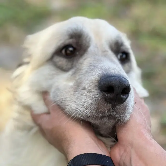 Big Dog Ranch Rescue — photo from the business 4