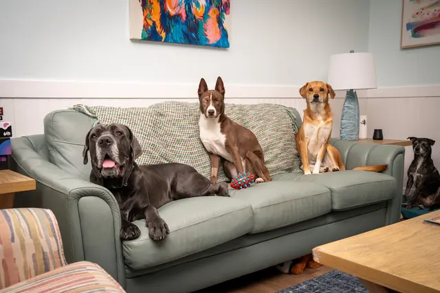 Big Dog Ranch Rescue — photo from the business 9
