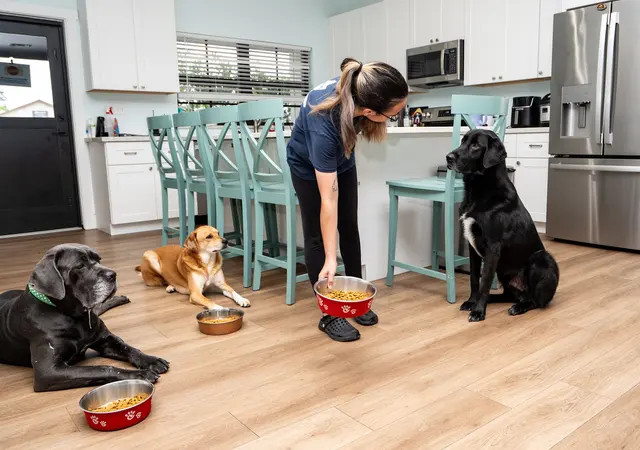 Big Dog Ranch Rescue — photo from the business 2