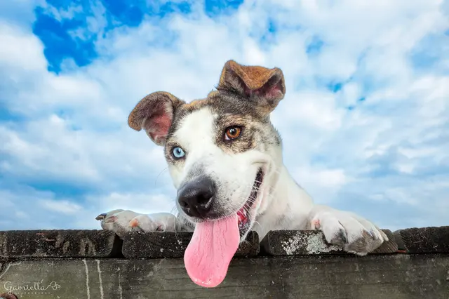 Big Dog Ranch Rescue — photo from the business 5