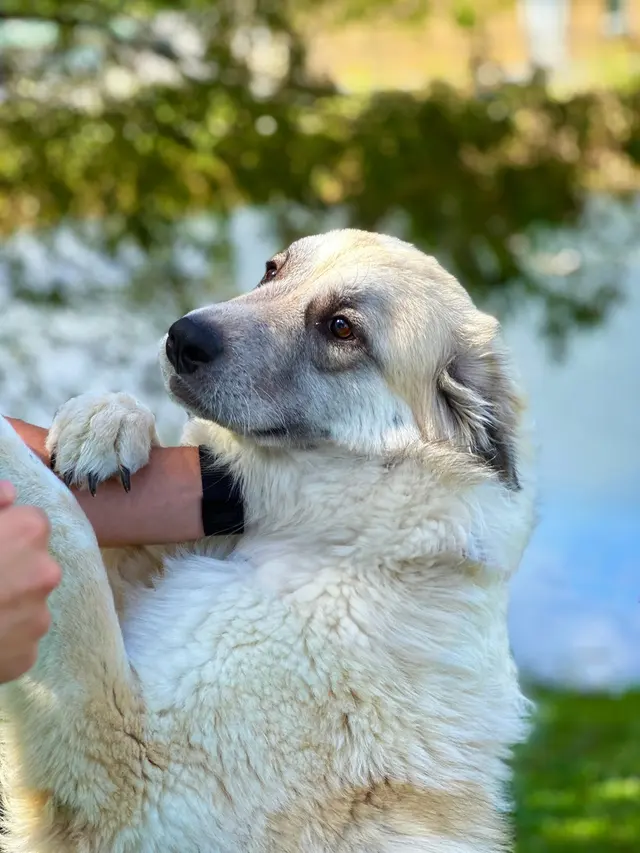 Big Dog Ranch Rescue — photo from the business 11