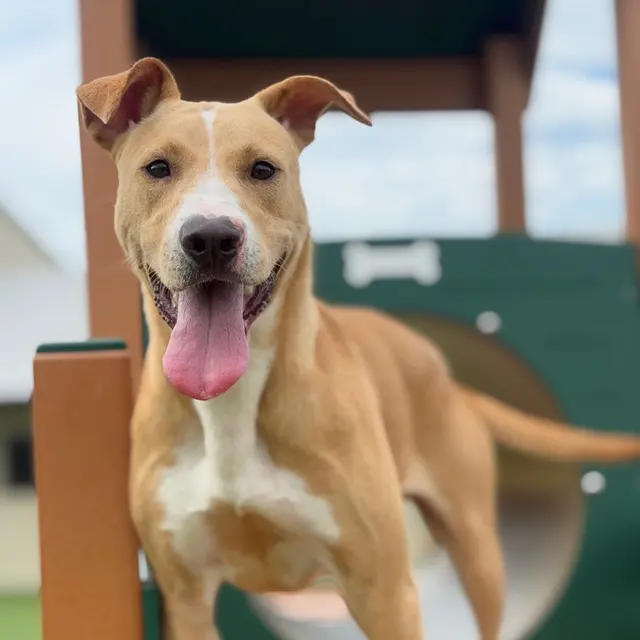 Big Dog Ranch Rescue — photo from the business 7