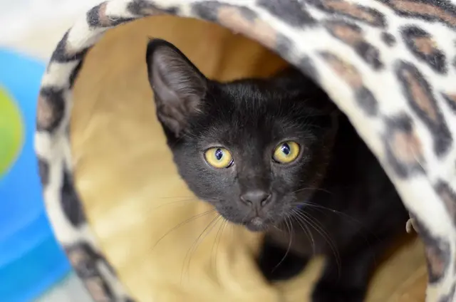 Peggy Adams Animal Rescue League — photo from the business 12