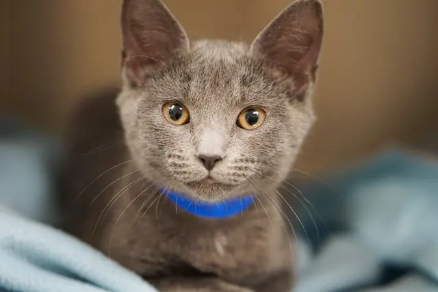 Peggy Adams Animal Rescue League — photo from the business 3