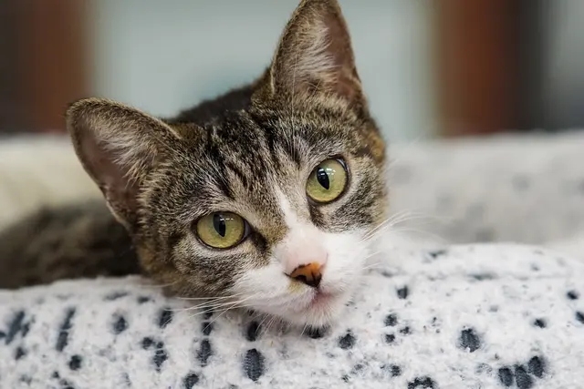 Peggy Adams Animal Rescue League — photo from the business 5