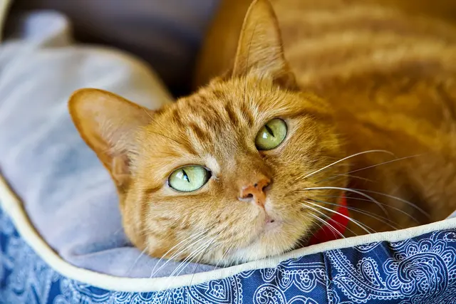 Peggy Adams Animal Rescue League — photo from the business 8
