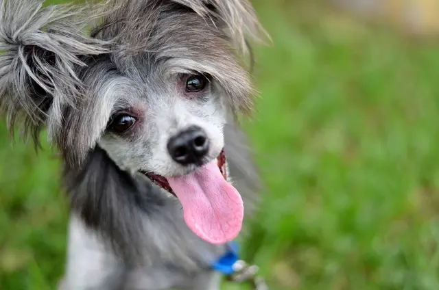Peggy Adams Animal Rescue League — photo from the business 11