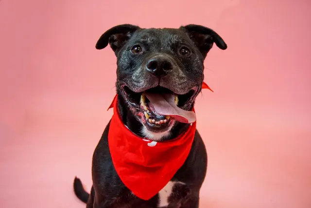 Peggy Adams Animal Rescue League — photo from the business 7