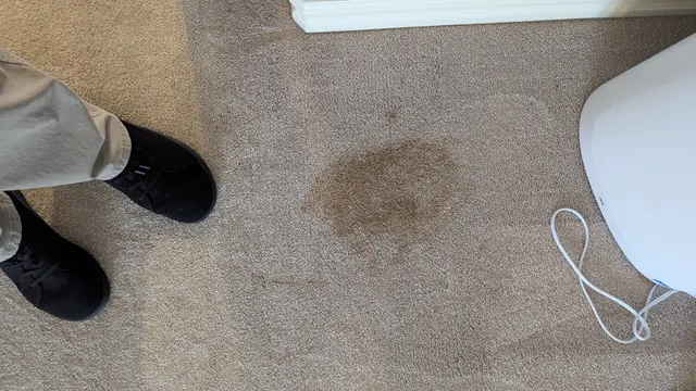 Blue Dog Carpet Cleaning — photo from the business 8