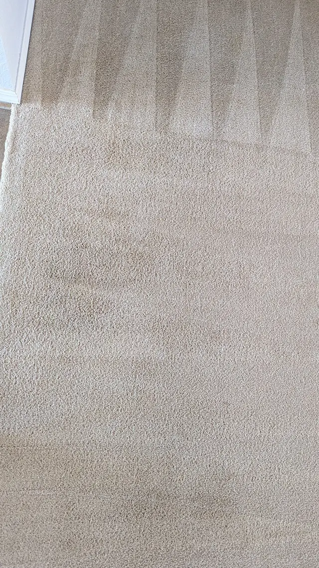 Blue Dog Carpet Cleaning — photo from the business 12