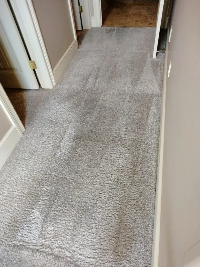 Blue Dog Carpet Cleaning — photo from the business 5