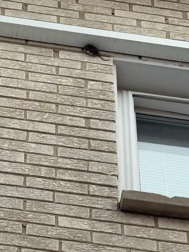 Eco Tech Pest Control — photo from the business 12